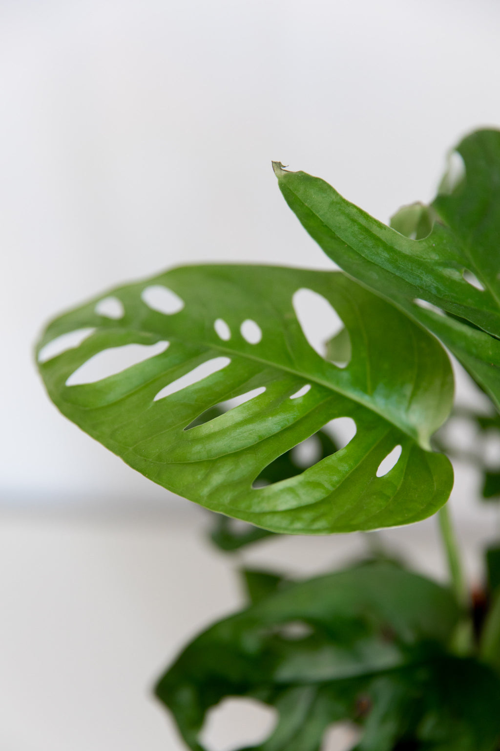 Monstera Andansonii – alblanc