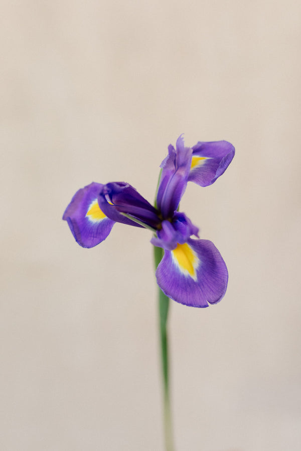 iris azul