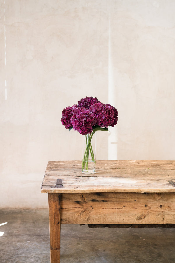 Aprende a secar hortensias