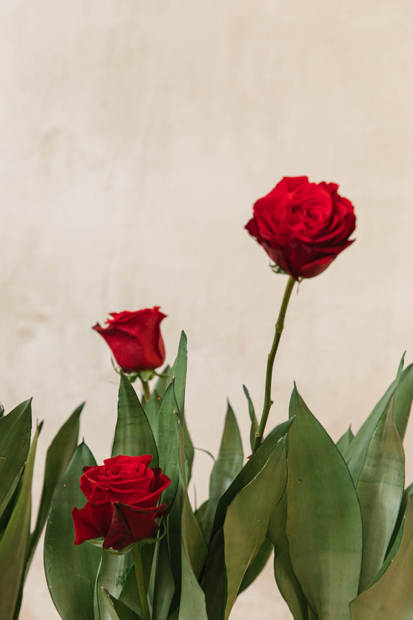 La rosa de Sant Jordi
