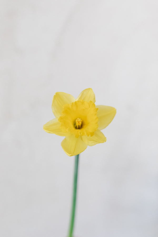 Origen y simbologia del narciso en flor