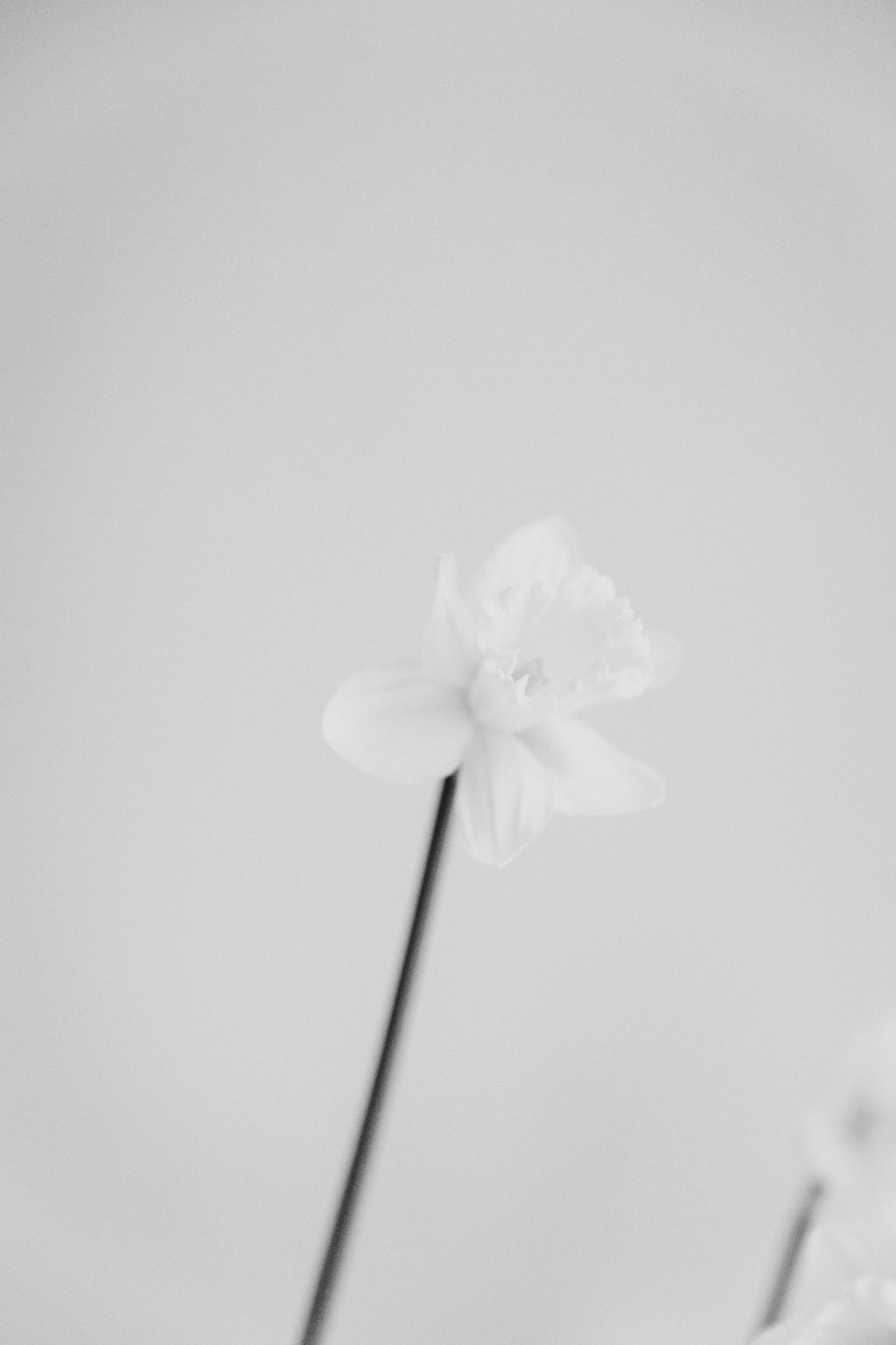 Narciso y eco – alblanc, image size:1024x1536