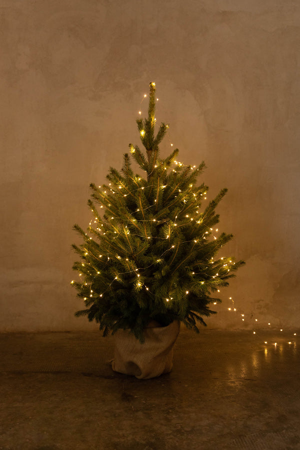 El origen del árbol de navidad