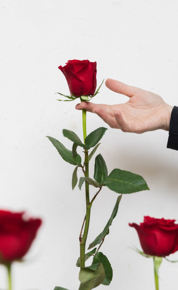Guía para escoger la mejor rosa de Sant Jordi