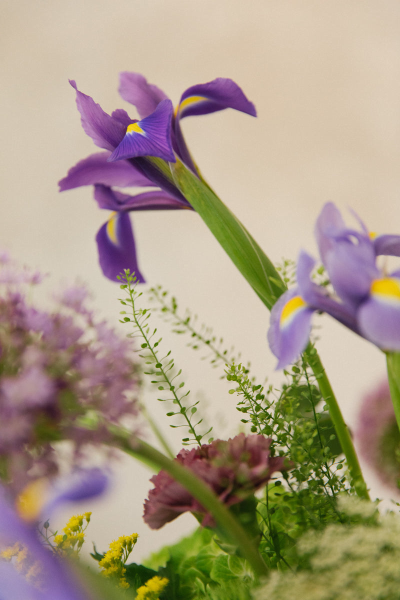 flores violetas