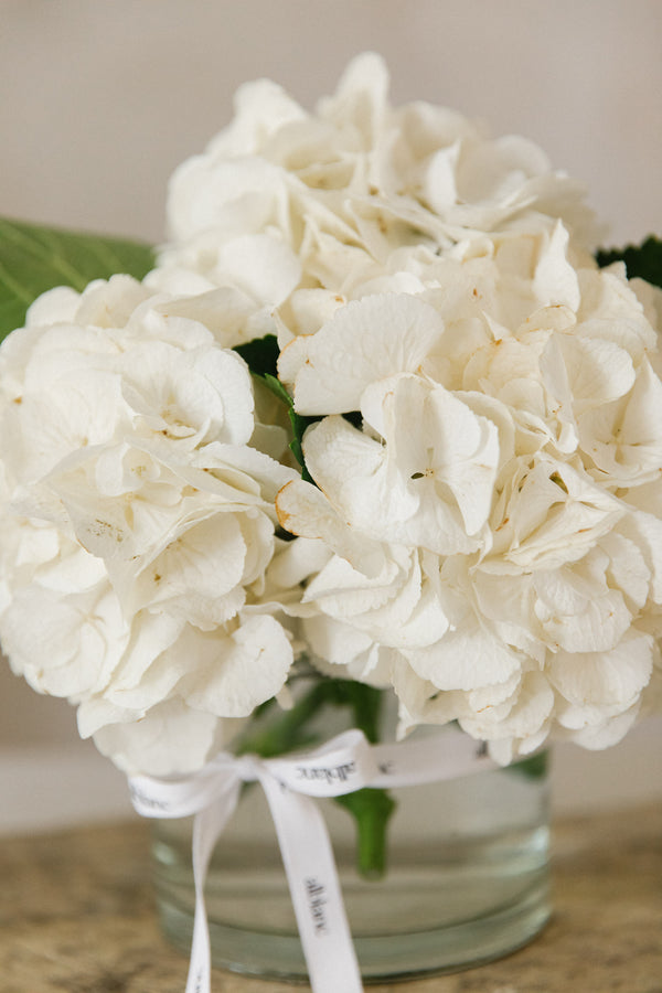 Hortensias blancas