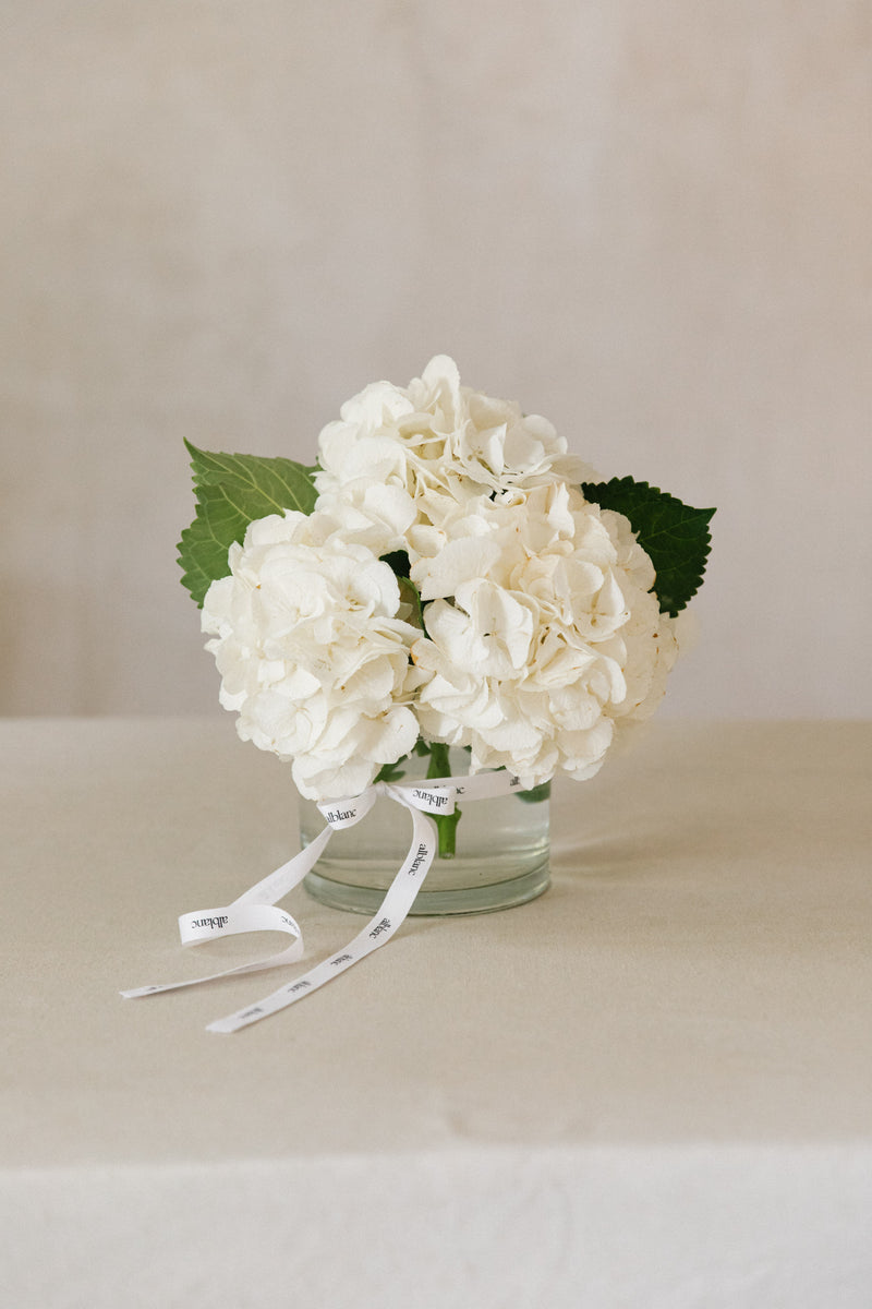 Hortensias blancas