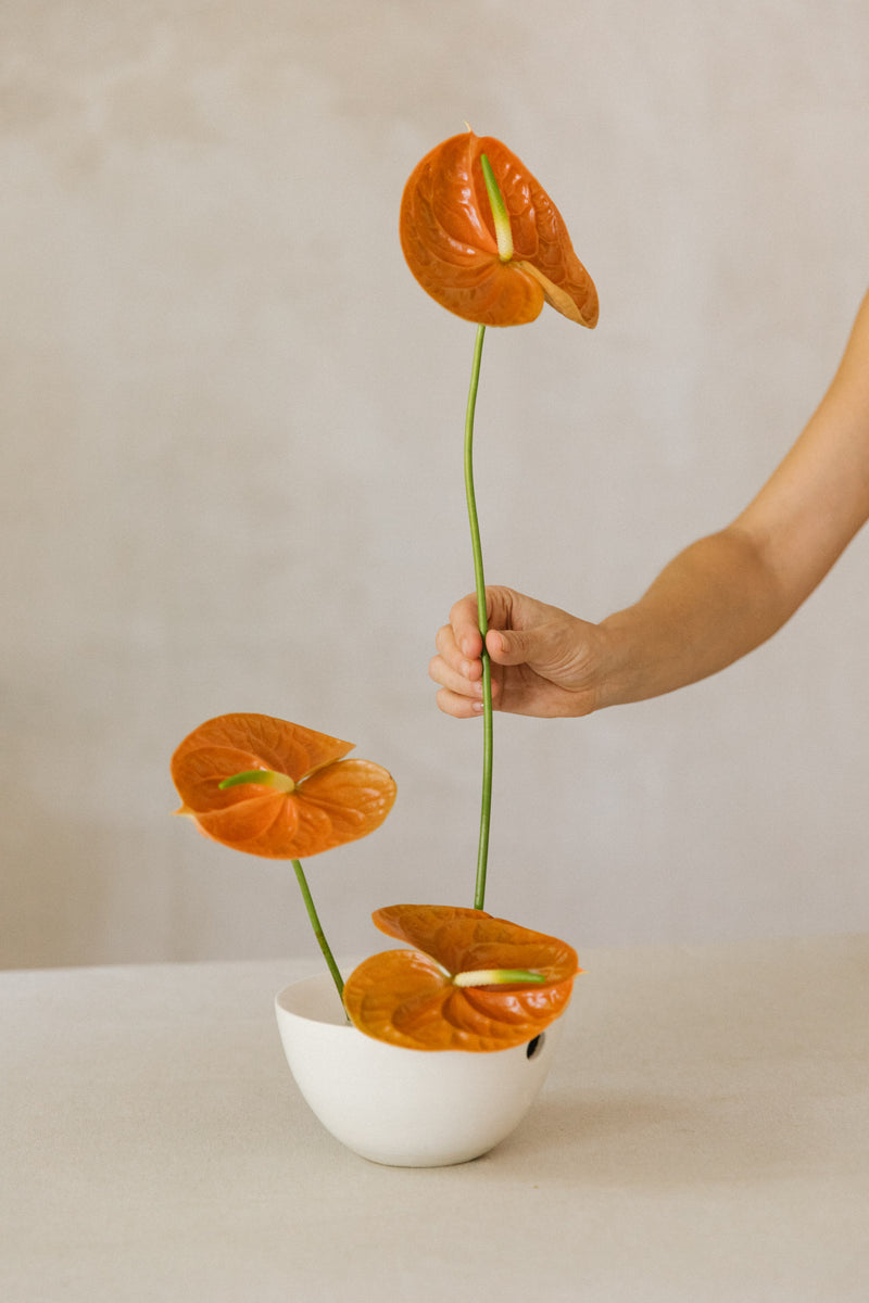 Jarrón ikebana con anthuriums terracota