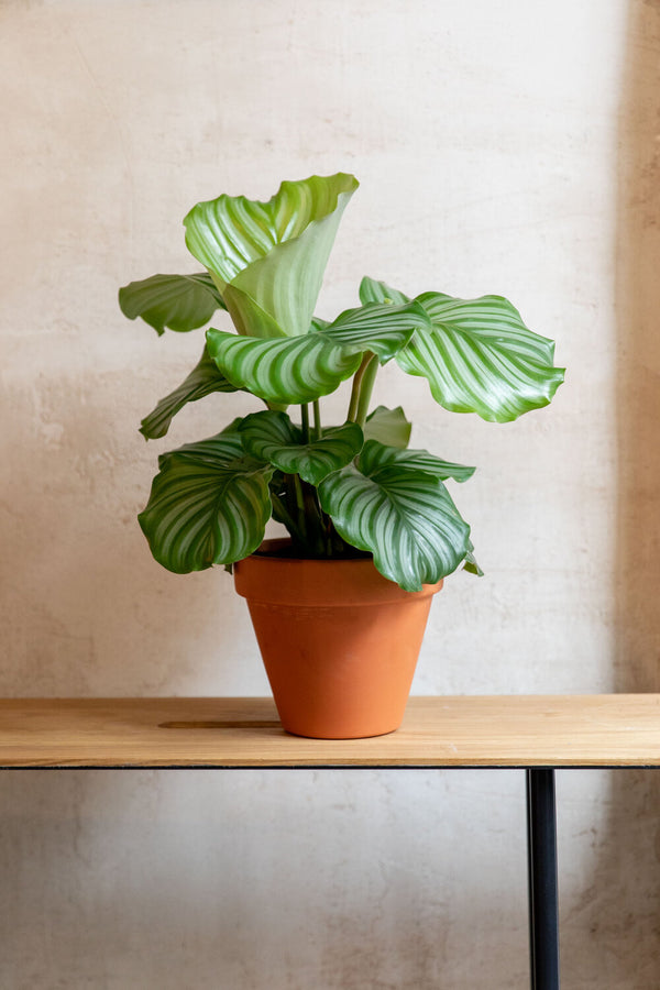 Calathea orbifolia