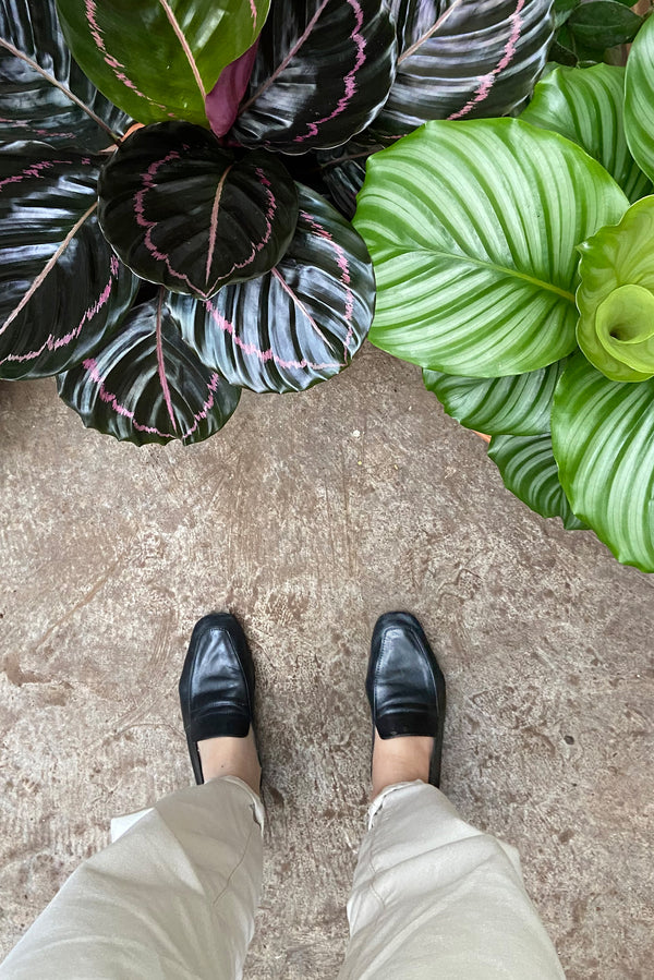 Calathea roseopicta Dottie