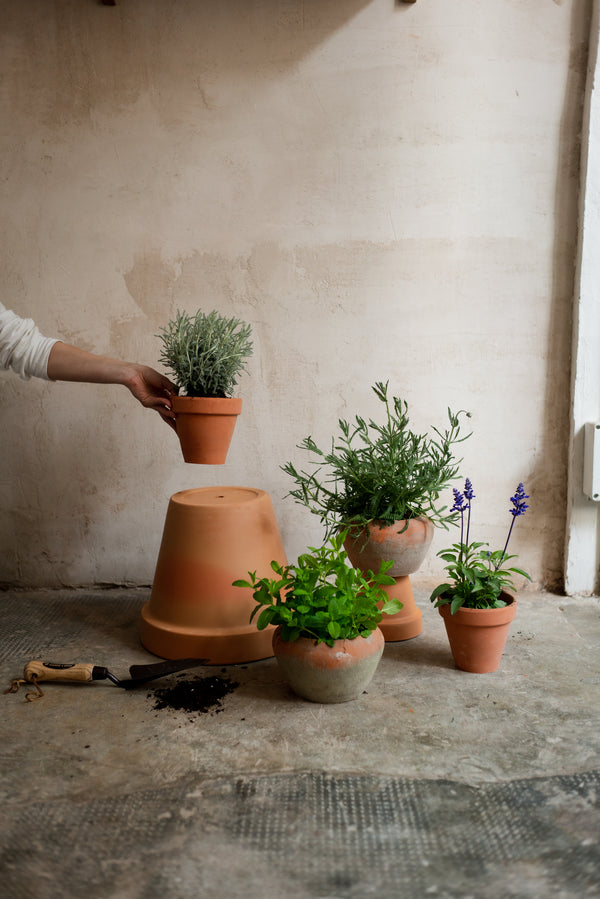 Pack de plantas aromáticas