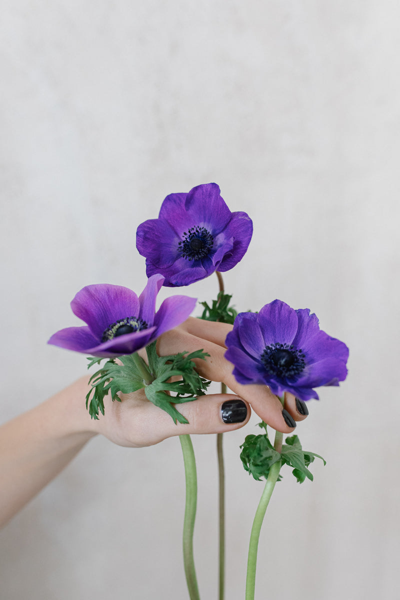 flores violetas