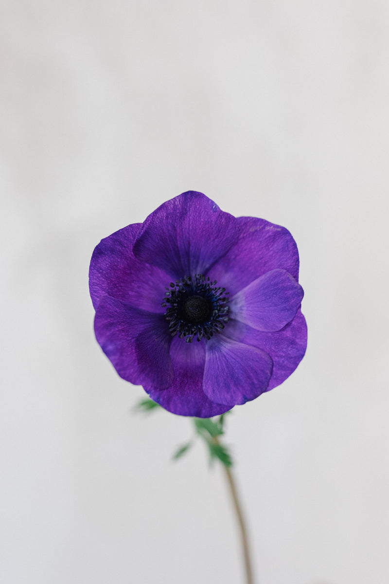 anemona violeta
