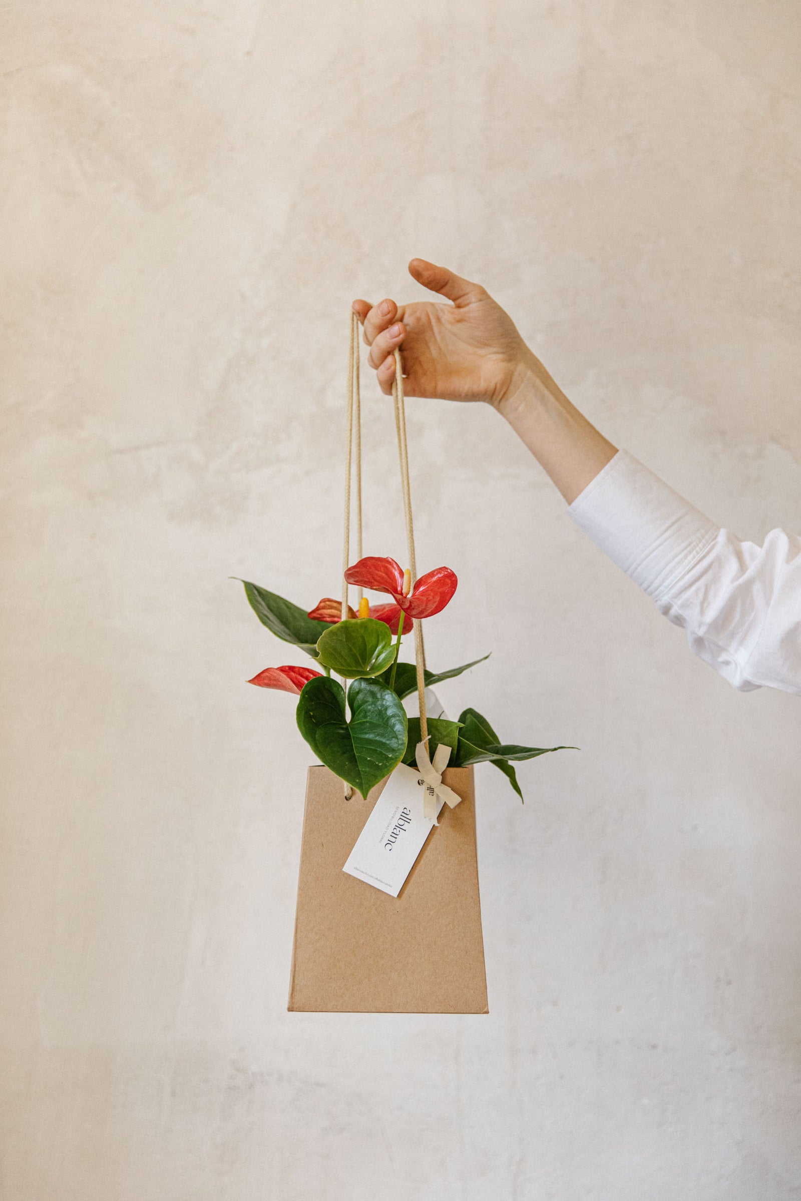 Musgo Natural Anthurium Rojo Kokedama DECOALIVE - Planta Con Kokedama Kit