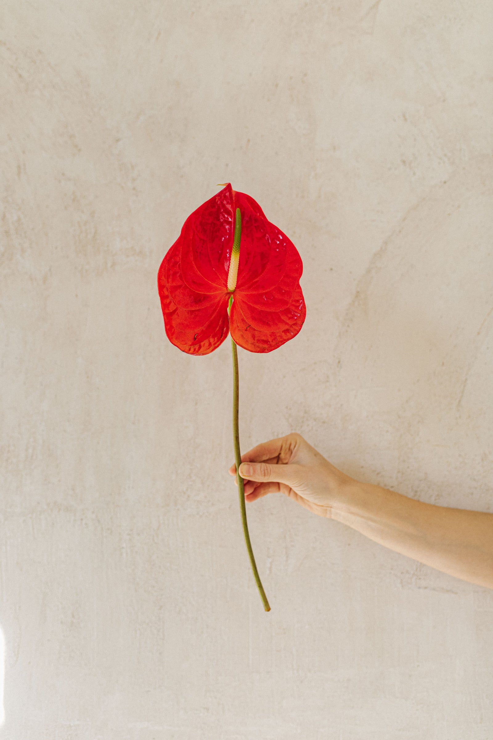 flor anthurium rojo alblanc