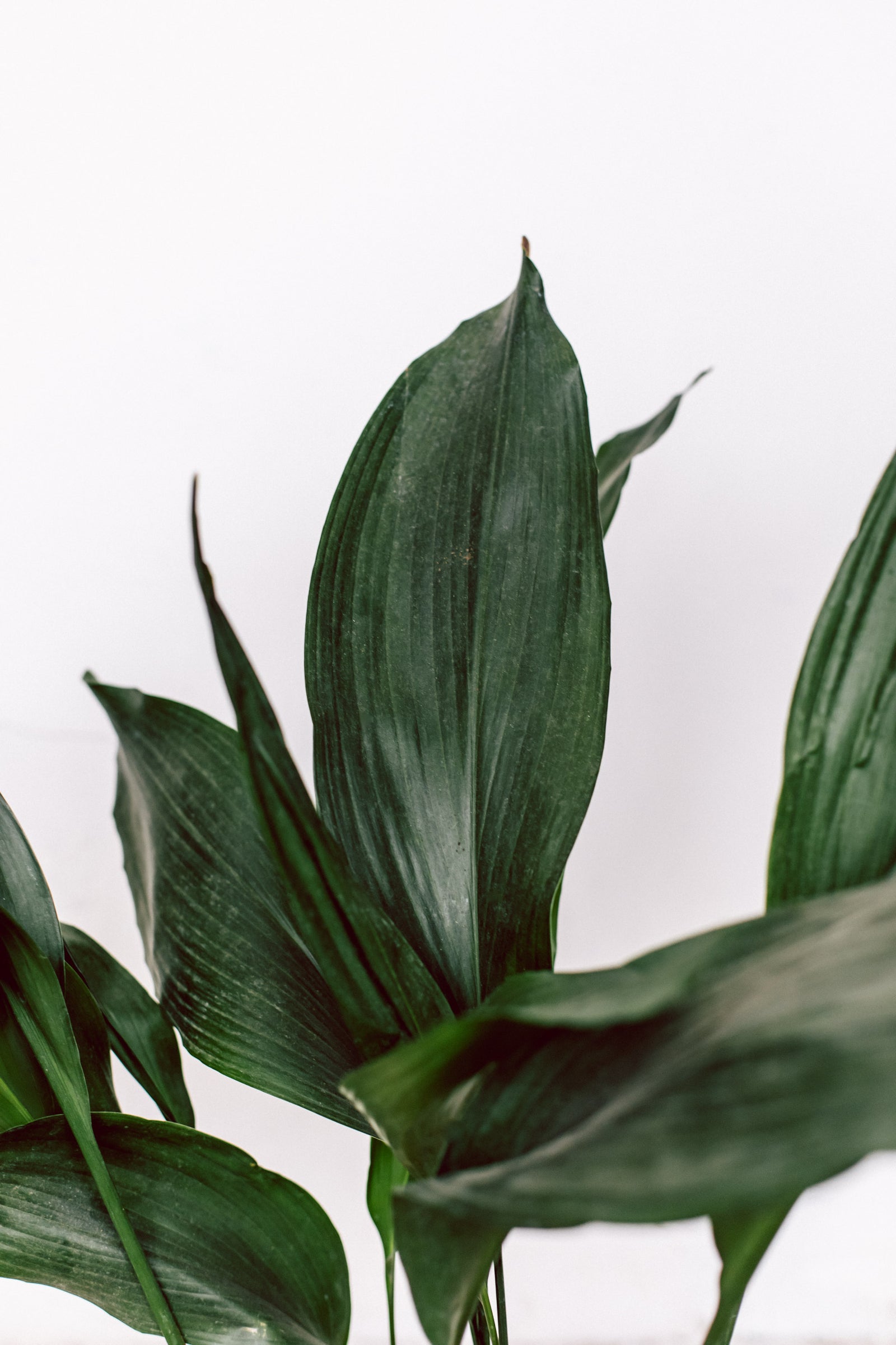 Aspidistra elatior – alblanc