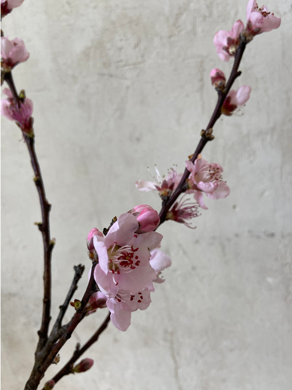 Cerezo en flor