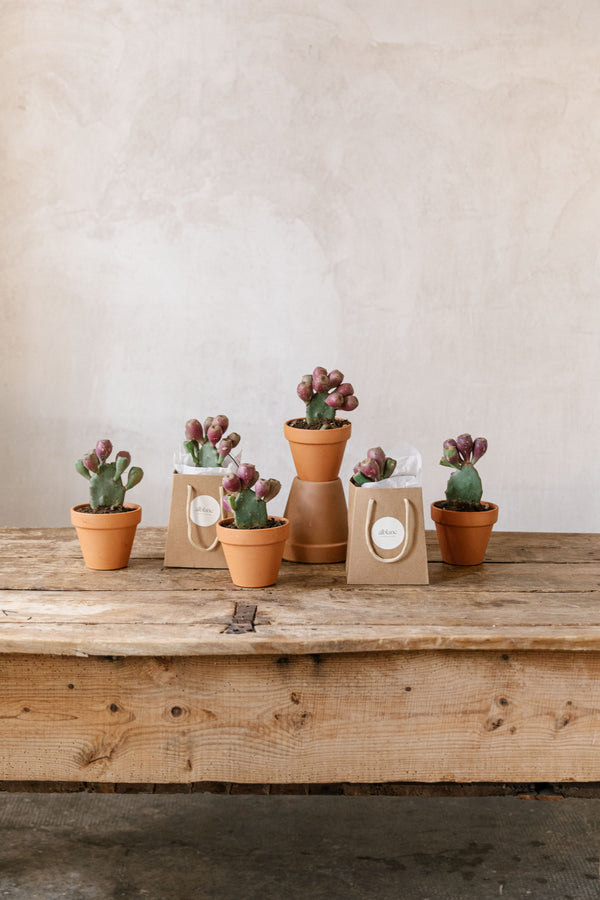 Opuntia ficus indica
