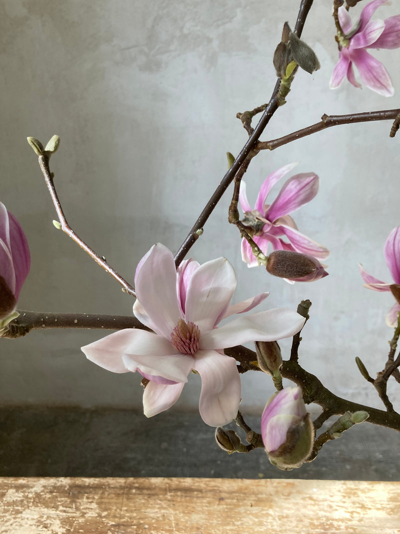 flor de magnolio