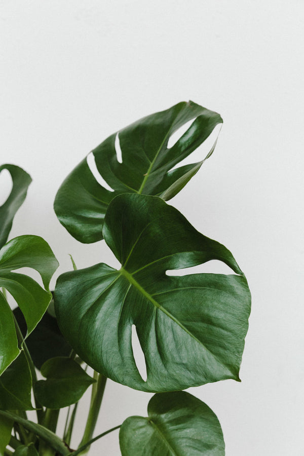 Monstera deliciosa M