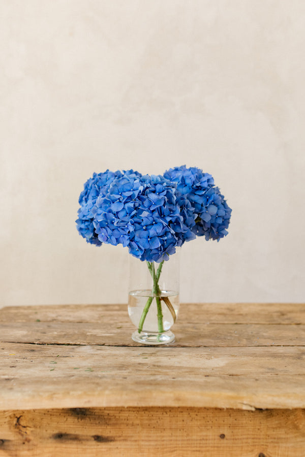 hortensias azules