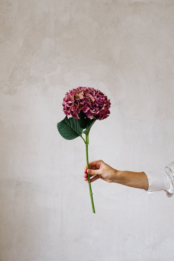 hortensias rosadas