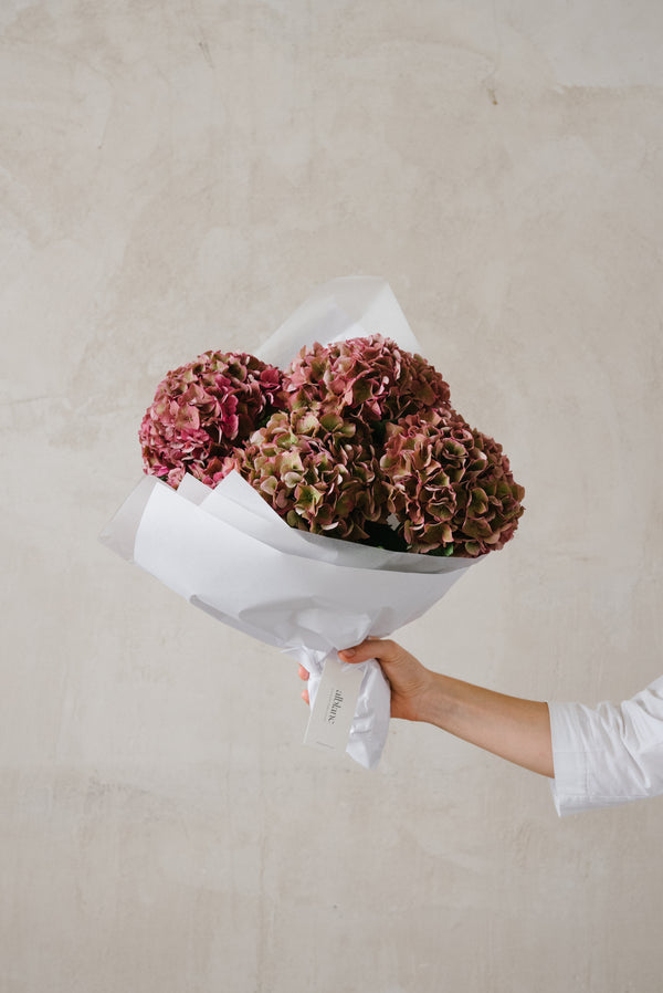 hortensias rosadas