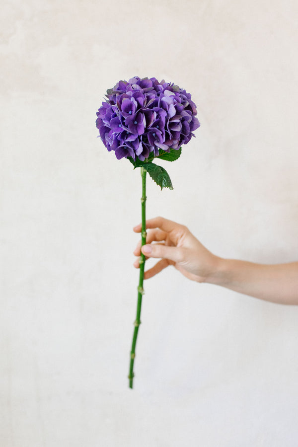 hortensias violetas
