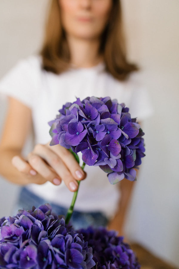hortensias violetas