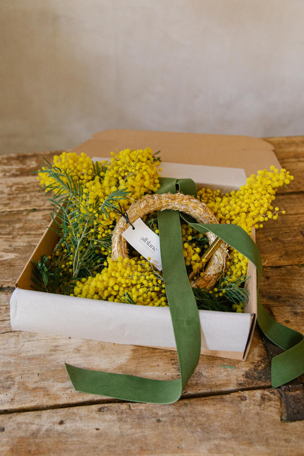 mimosa en flor