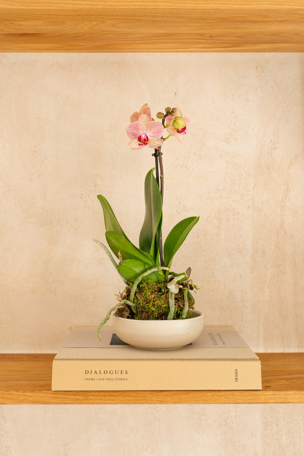 kokedama orquidea alblanc