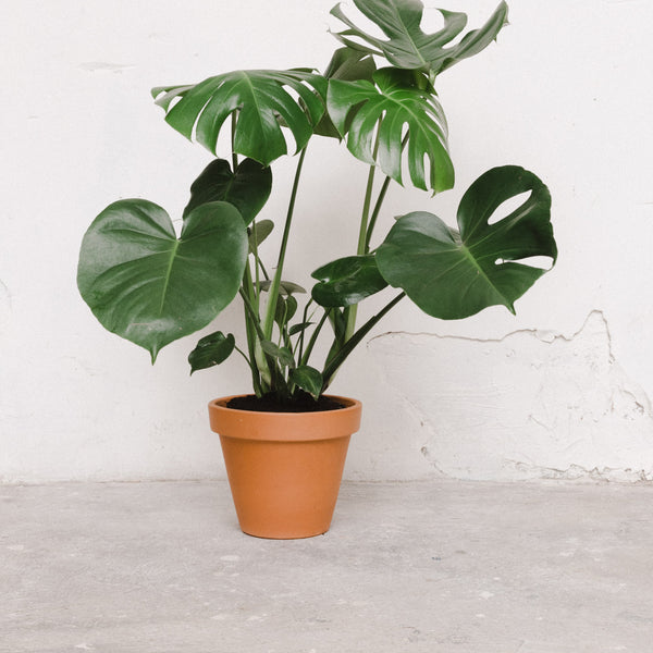 monstera deliciosa sol o sombra Monstera deliciosa – alblanc