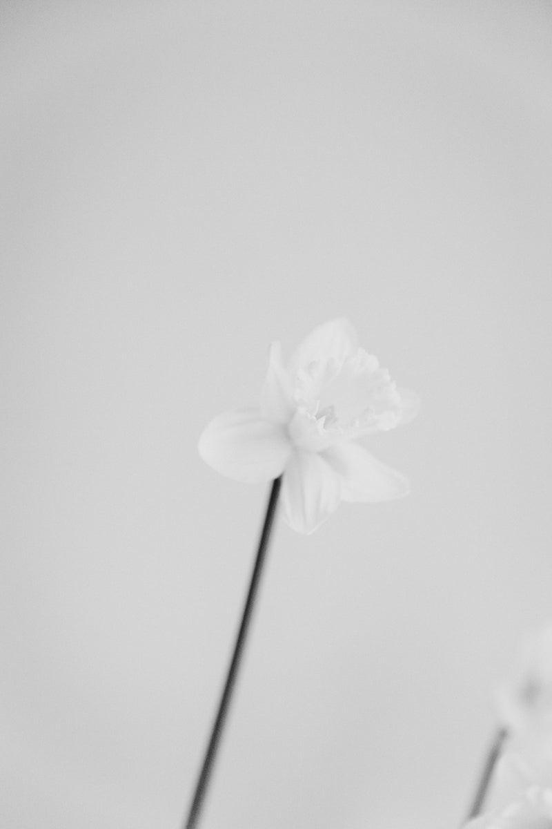 narciso en flor