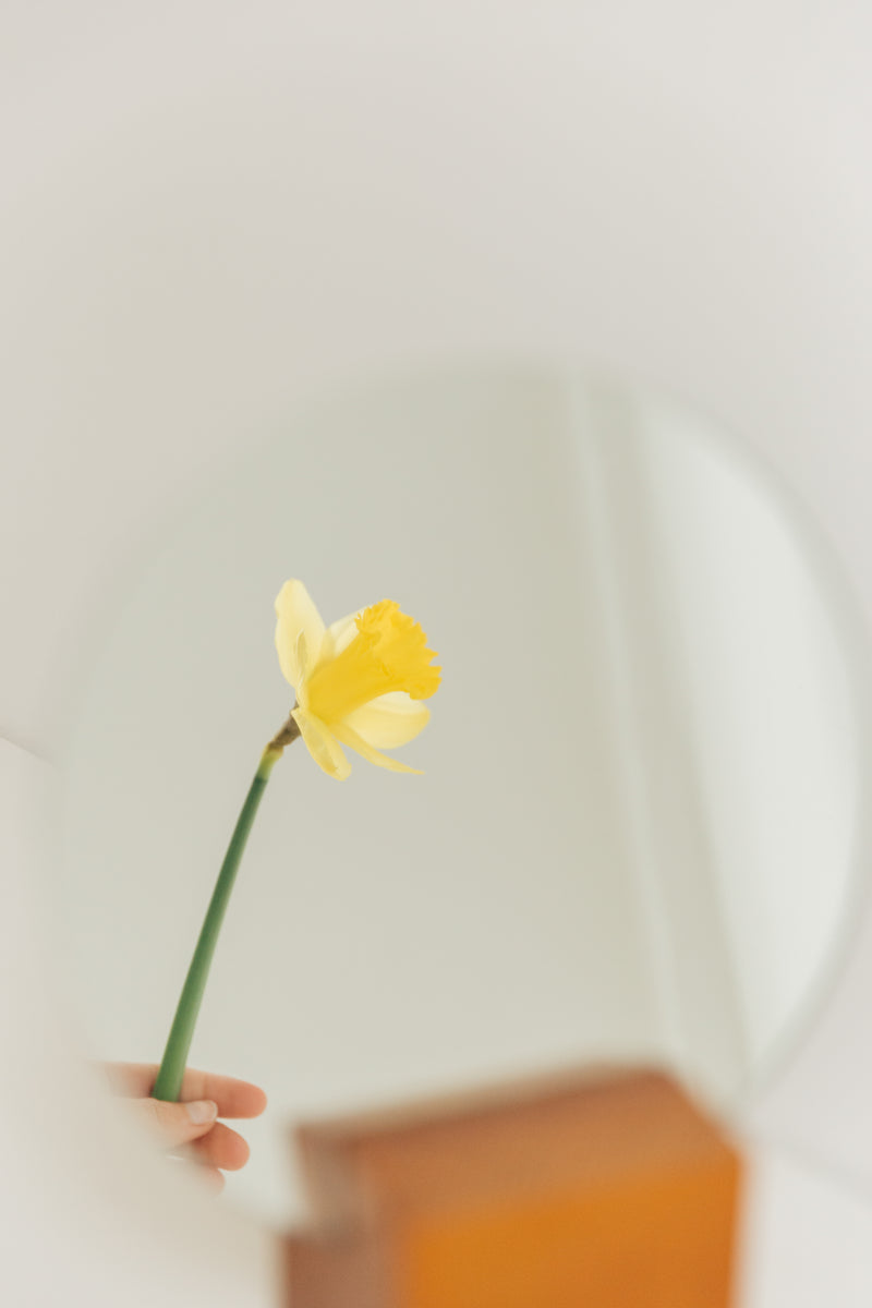 Narcisos en flor