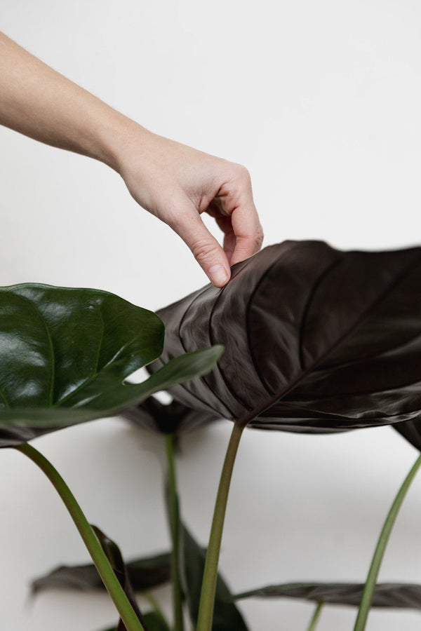 Cuidados básicos para el cuidado de plantas - On-line