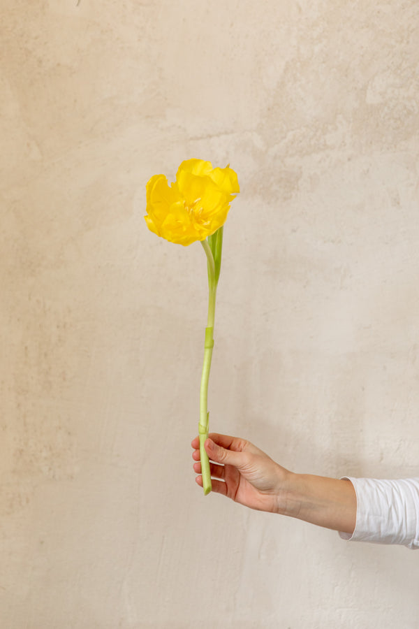 tulipanes dobles amarillos a domicilio