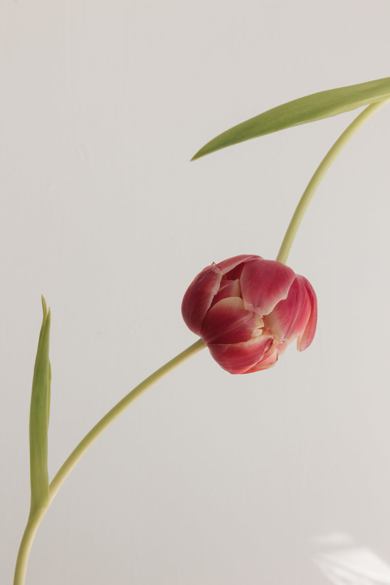 Tulipanes de floración doble fucsias